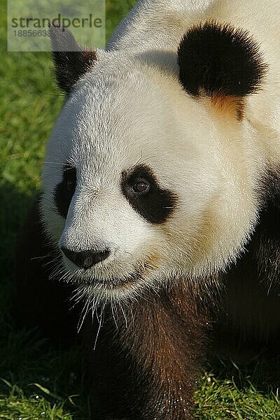 Großer Panda (ailuropoda melanoleuca)  Porträt eines Erwachsenen