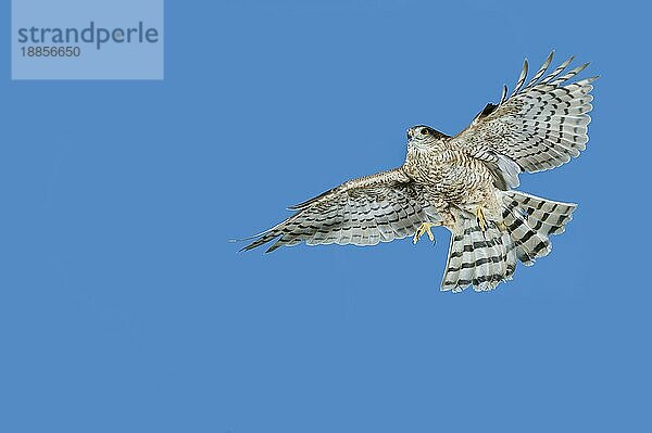 EUROPÄISCHER SPARROWHAWK (accipiter nisus)  ERWACHSENER IM FLUG  NORMANDISCH IN Frankreich