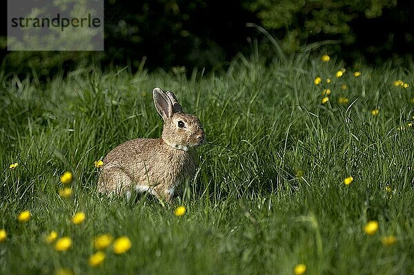 Europäisches Kaninchen oder Wildkaninchen (oryctolagus cuniculus)  erwachsen in gelben Blumen  Normandie