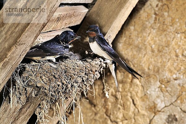 Rauchschwalbe (hirundo rustica)  Erwachsene füttern Küken am Nest  Normandie