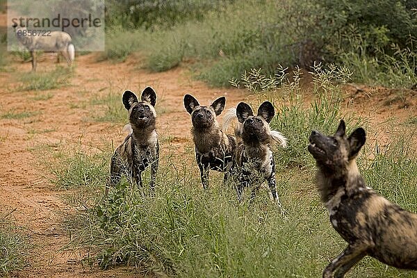 AFRIKANISCHER WILDHUND (lycaon pictus)  GRUPPE VON ERWACHSENEN  NAMIBIA