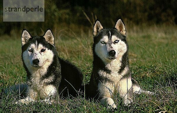 SIBIRISCHER HUSKY  ERWACHSENE LEGEN SICH INS GRAS