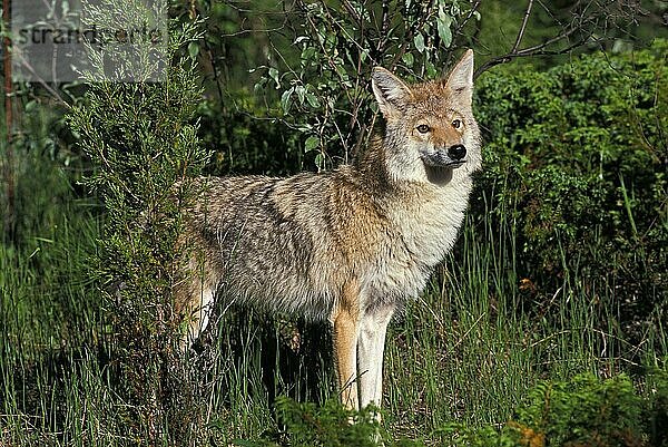 Kojote (canis latrans)  Erwachsener  der aus dem Busch kommt  Montana