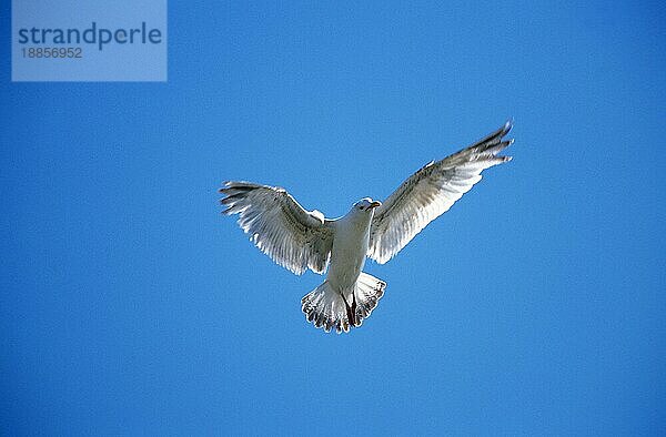 HERRINGMÖWE (larus argentatus)  ERWACHSENE IM FLUG BRITTANIEN