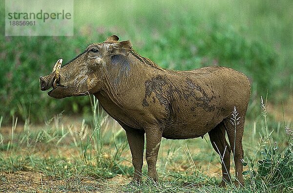 Warzenschwein (Phacochoerus aethiopicus)  Erwachsener auf Gras  Masai Mara Park in Kenia