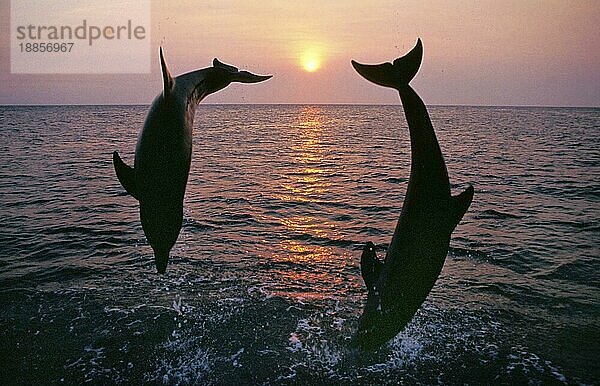 Großer Tümmler (tursiops truncatus)  adult springt bei Sonnenuntergang  Küste bei Honduras