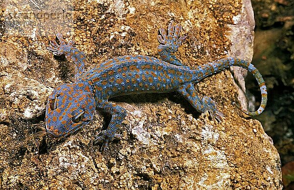 Tokay Gecko (gekko gecko)  Erwachsener auf Felsen  frisst Insekt