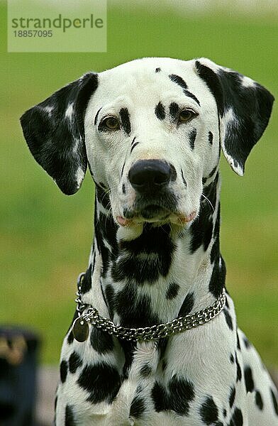 Dalmatinerhund  Porträt eines Erwachsenen mit Halsband