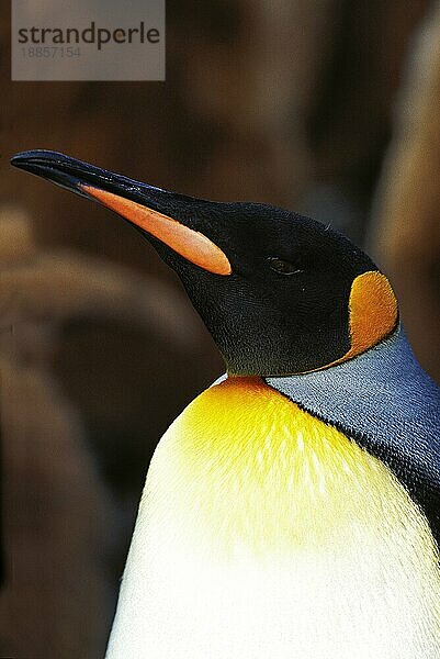 Großpinguin (aptenodytes) patagonica  Porträt eines Erwachsenen  Kolonie in Salisbury Plain  Südgeorgien