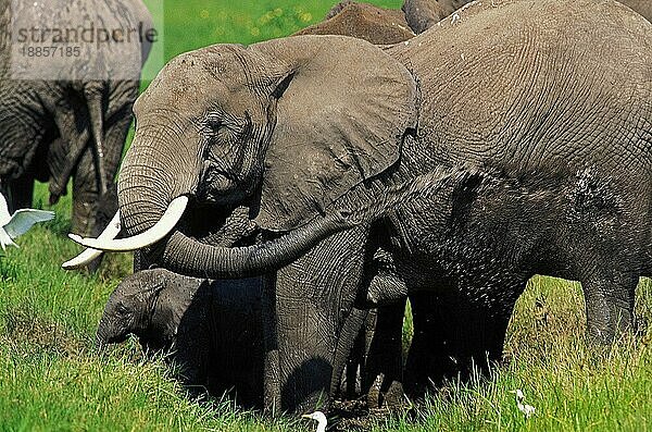 AFRIKANISCHER ELEFANT (loxodonta africana)  ERWACHSENER  DER SICH MIT WASSER BESPRÜHT  KENIA