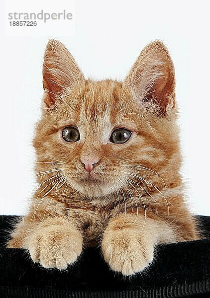 Red Tabby Hauskatze  Kätzchen spielen in Hut gegen weißen Hintergrund