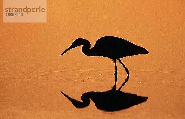 Silberreiher (Egretta alba) Sanibe  Seite  Reiher  Island  USA  Europa