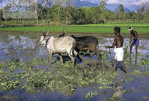 Traditionelles Pflügen nach Gründüngung  Tamil Nadu  Südindien  Indien  Asien. ökologischer Landbau  Asien