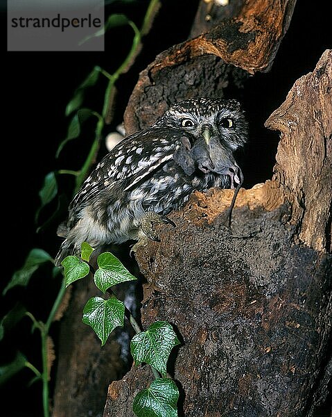 Steinkauz (athene noctua)  Erwachsener am Nest mit Wühlmaus im Schnabel