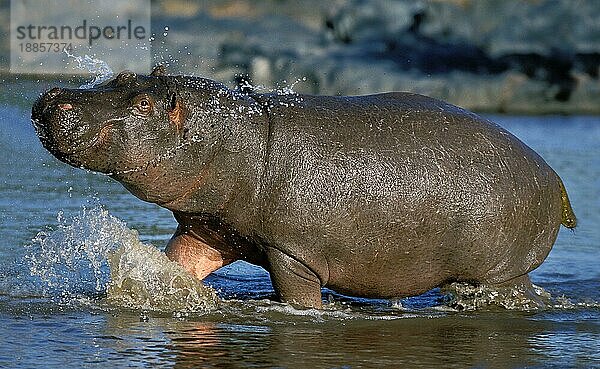 HIPPOPOTAMUS Nilpferd amphibius  ERWACHSENER IM WASSER  MASAI MARA PARK IN KENIA