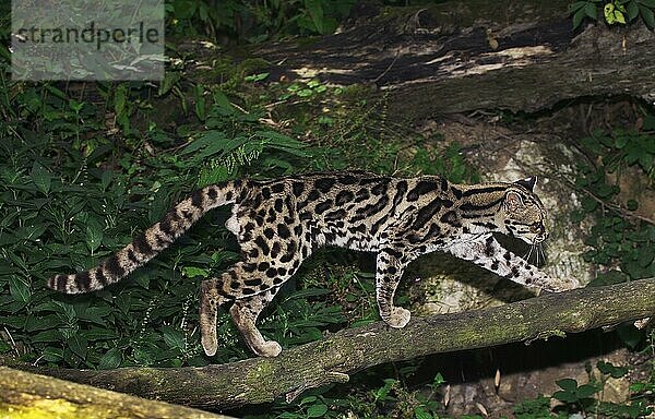 MARGAY-KATZE leopardus wiedi  ERWACHSENER AUF BRANCHE