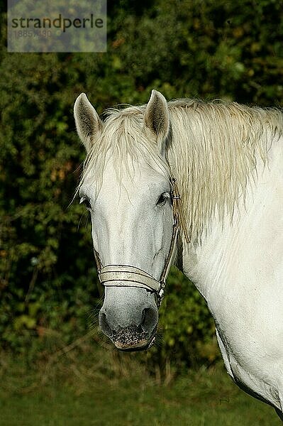 PERCHERON-PFERD  PORTRÄT EINES ERWACHSENEN MIT HALFTER