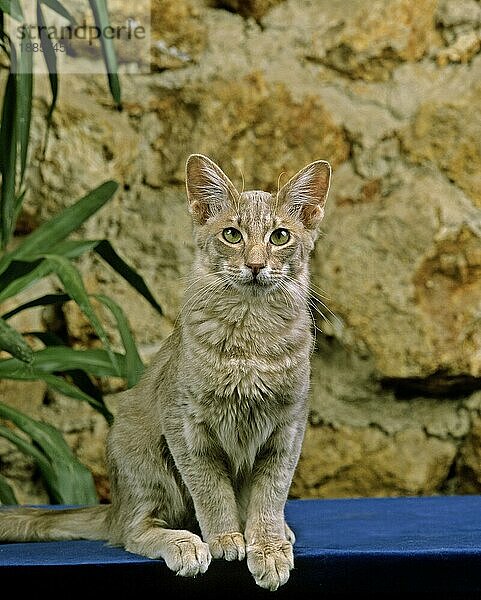 ORIENTALISCH LANGHAAR HAUSKATZE  ERWACHSEN SITZEND