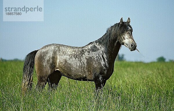 Lusitano Pferd  Erwachsener stehend in Wiese