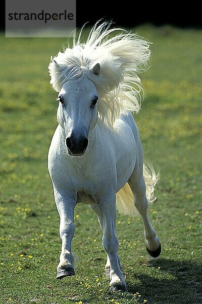 SHETLANDPONY  ERWACHSEN  GALOPPIEREND IM FELD