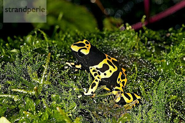 GELBGEBUNDENER Gelbgebänderter Baumsteiger (dendrobates leucomelas)  ERWACHSENER