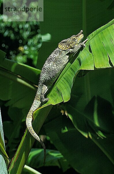 Chamäleon  chamaeleo sp  Erwachsener auf Bananenblatt stehend  Madagaskar  Afrika