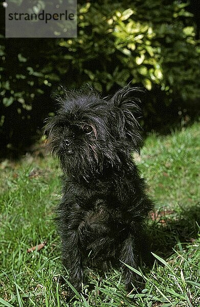 Affenpinscher Hund  Erwachsener sitzend auf Gras