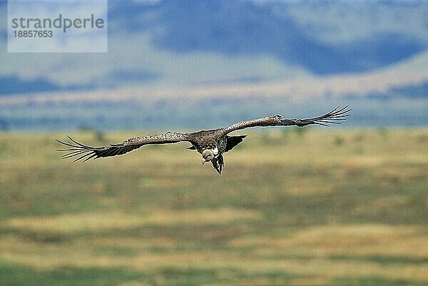 RUPPELL'S VULTURE gyps rüppellii  ERWACHSENE IM FLUG  KENIA