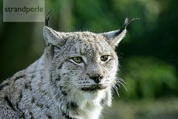 EUROPÄISCHER LYNCH (felis lynx)  PORTRAIT EINES ERWACHSENEN