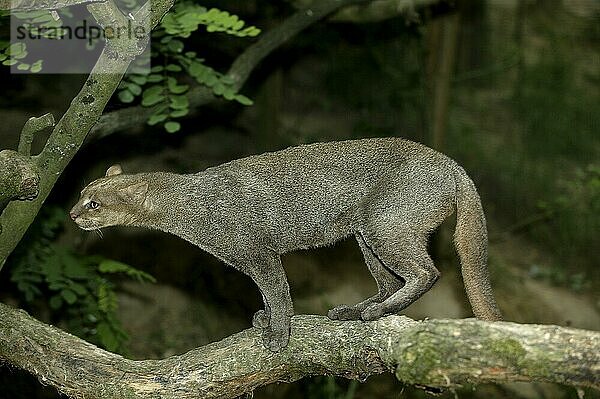 Jaguarundi  herpailurus yaguarondi  Erwachsener stehend auf Ast