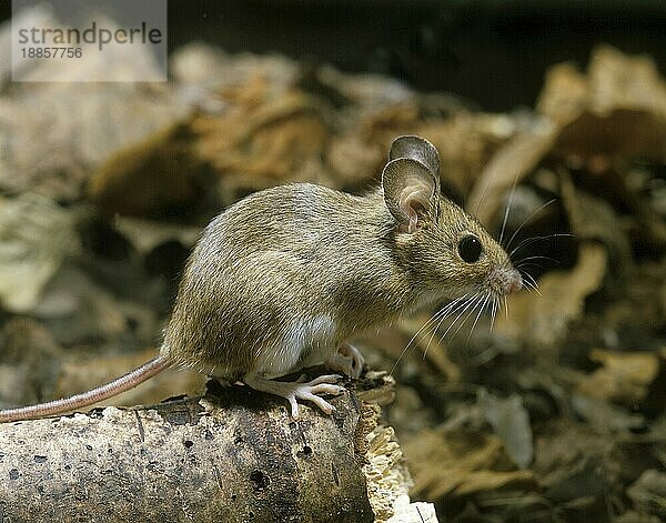 Gelbhalsmaus (apodemus flavicollis)  erwachsen