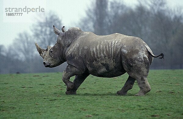 Breitmaulnashorn (ceratotherium simum)  ERWACHSENE LAUFEND