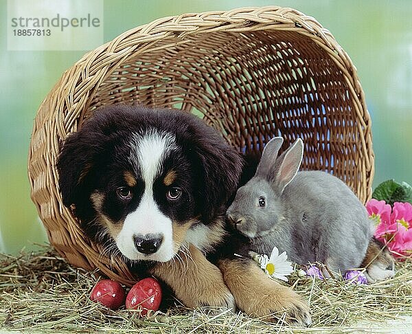 Bernese Mountain Dog  puppy  and Domestic Rabbit in basket  Berner Sennenhund  Welpe  und Hauskaninchen in Korb  Kaninchen