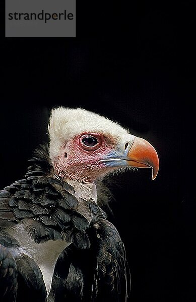 Weißkopfgeier (Trigonoceps occipitalis)  Portrait eines Erwachsenen  Kenia  Afrika