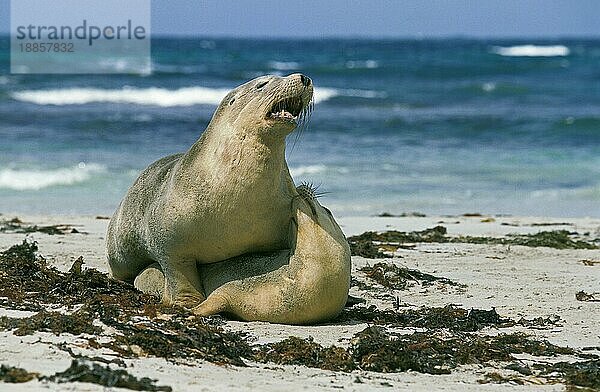 AUSTRALISCHER SEELÖWE (neophoca cinerea)  ERWACHSENES PÄRCHEN  das sich am STRAND paart  AUSTRALIEN