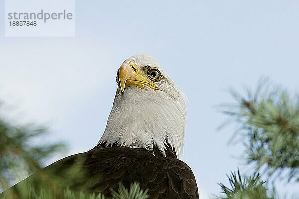 Weißkopfseeadler (haliaeetus leucocephalus)  Porträt eines Erwachsenen