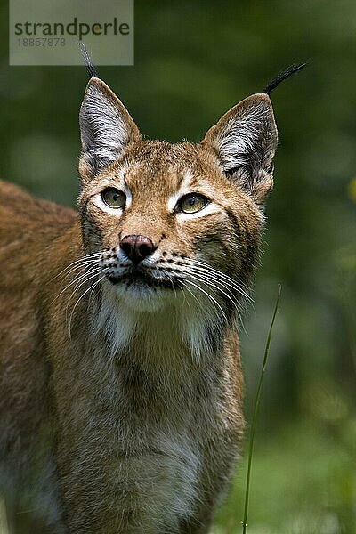 Sibirischer Luchs (lynx lynx wrangeli)  Porträt eines Erwachsenen