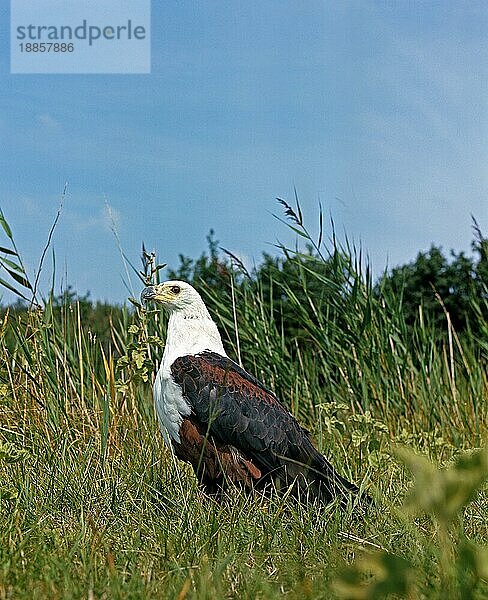 Schreiseeadler (haliaeetus vocifer)  Erwachsener auf Gras