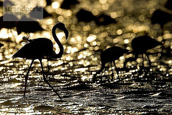 Großer Flamingo  Walvis Bay (Phoenicopterus ruber roseus)  Namibia  Afrika