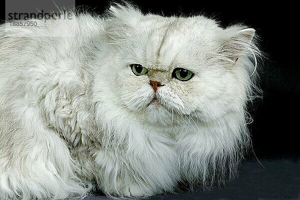 Silberne Chinchilla Perser Hauskatze mit grünen Augen  erwachsen liegend auf schwarzem Hintergrund