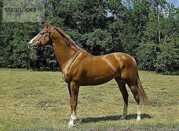 Anglo-Araber Pferd