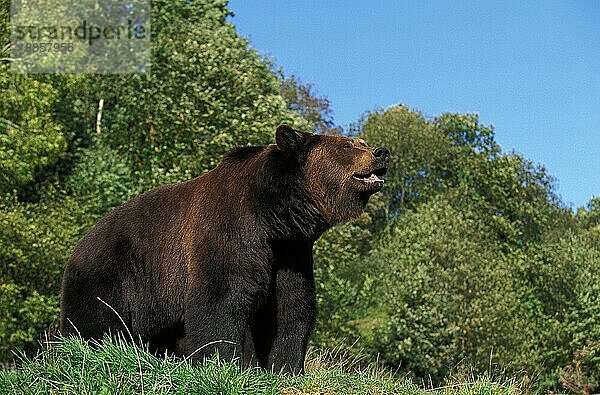 BRAUNBÄR (ursus arctos)  ERWACHSENER IM GRAS STEHEND