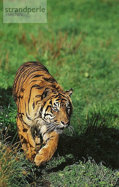 Sumatra-Tiger (panthera tigris sumatrae)  ERWACHSENER AUF GRAS GÄNZEND