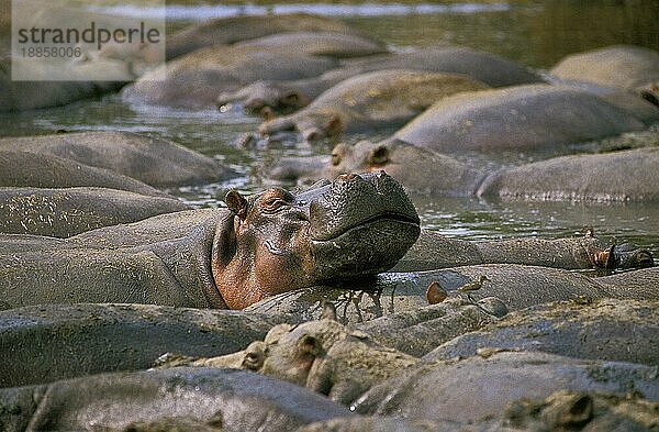 Flusspferd (Hippopotamus amphibius)  Große Gruppe im Virunga-Park im Kongo