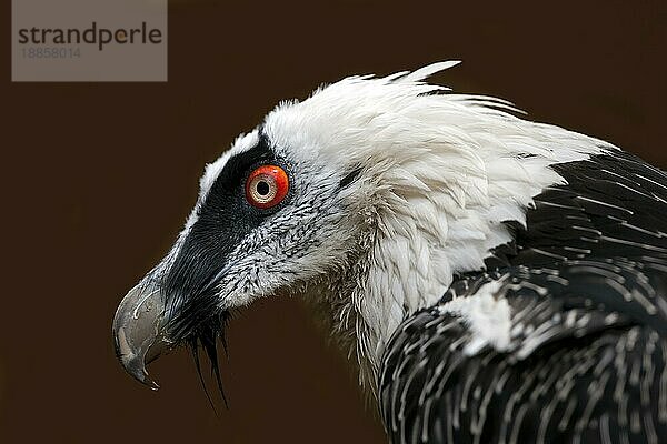 Bartgeier (gypaetus barbatus)  Kopf eines Erwachsenen