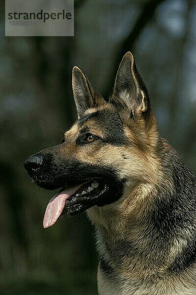 Deutscher Schäferhund  Portrait eines Erwachsenen mit herausgestreckter Zunge
