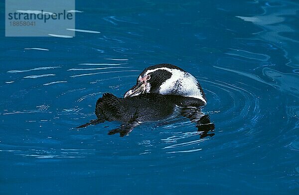 Humboldt-Pinguin (spheniscus humboldti)  Erwachsener im Wasser