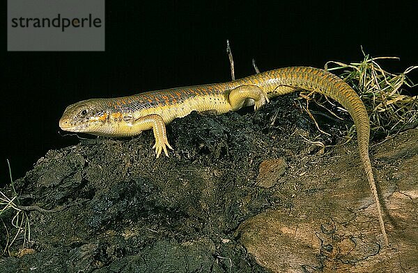 Berberskink (eumeces schneideri)  erwachsen