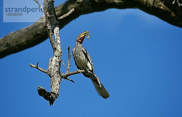 Gelbschnabel-Hornvogel (tockus flavirostris)  ERWACHSENER MIT KATERPILLAR IN BEAK  KENIA