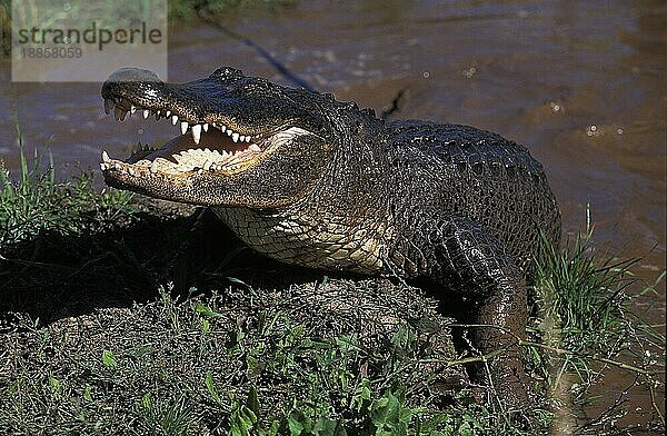 AMERIKANISCHER ALLIGATOR alligator mississipiensis  ERWACHSENER AUS DEM WASSER  BEDROHUNGSHALTUNG  FLORIDA